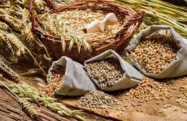Анализ экспорта агропродовольственной продукции РМ за октябрь 2024 года - agroexpert.md