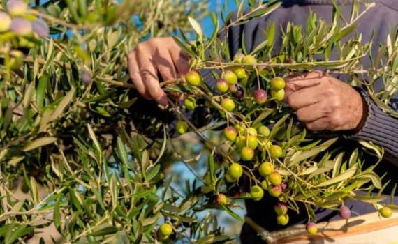 Ожидаемый урожай оливок на юге Греции может снизиться из-за засухи - agroexpert.md