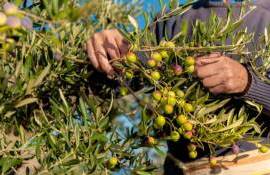 Ожидаемый урожай оливок на юге Греции может снизиться из-за засухи - agroexpert.md