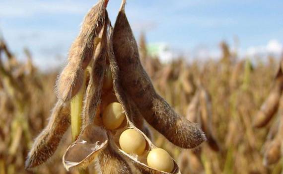 Канада в 2024/25 МГ существенно увеличила экспорт масличных культур - agroexpert.md