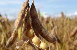 Канада в 2024/25 МГ существенно увеличила экспорт масличных культур - agroexpert.md