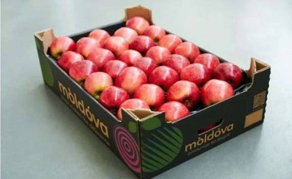 Урожай-2024 яблока в РМ: прогноз пока прежний, но наверняка изменится - agroexpert.md
