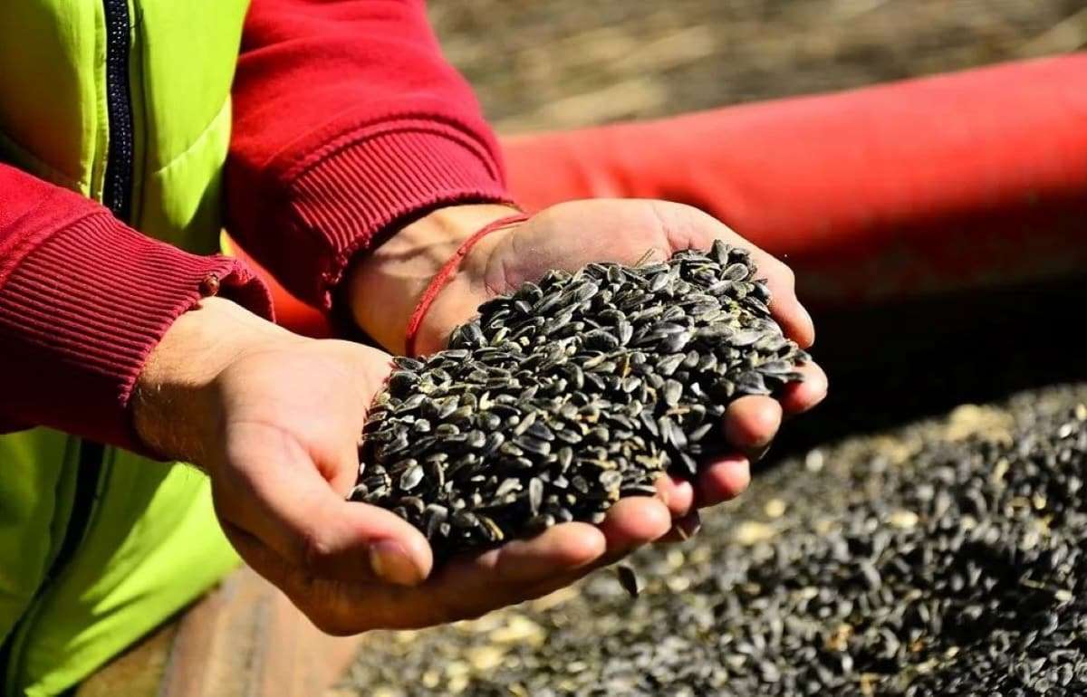 Цены на подсолнечник расти бесконечно не будут - рынок показывает падение - agroexpert.md