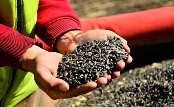 Цены на подсолнечник расти бесконечно не будут - рынок показывает падение - agroexpert.md