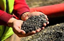 Цены на подсолнечник расти бесконечно не будут - рынок показывает падение - agroexpert.md