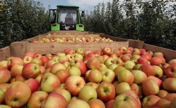 Какие страны экспортируют яблоки в РФ в 2024 году - agroexpert.md