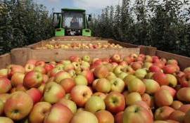 Какие страны экспортируют яблоки в РФ в 2024 году - agroexpert.md