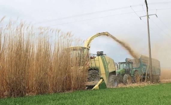 Как выбрать нишу в диверсификации агробизнеса – опыт с мискаунтусом - agroexpert.md