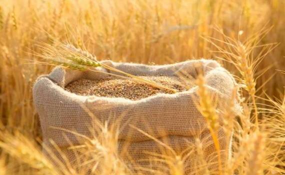 США в сентябре стали вторым крупнейшим продавцом зерна в ЕС - agroexpert.md
