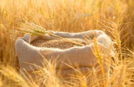 США в сентябре стали вторым крупнейшим продавцом зерна в ЕС - agroexpert.md