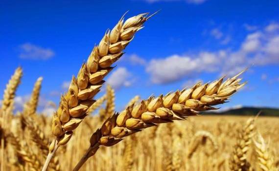 Corteva заявляет о прорыве в технологии выращивания пшеницы - agroexpert.md