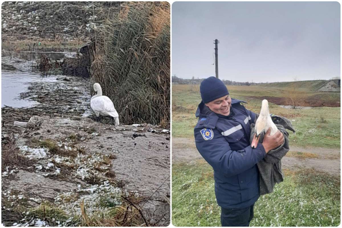 Lebădă blocată salvată - agroexpert.md