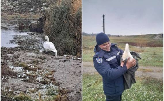 Lebădă blocată salvată - agroexpert.md