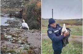 Lebădă blocată salvată - agroexpert.md