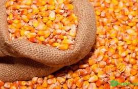 Снижение цен на украинскую кукурузу пока не активизировали ее продажи - agroexpert.md