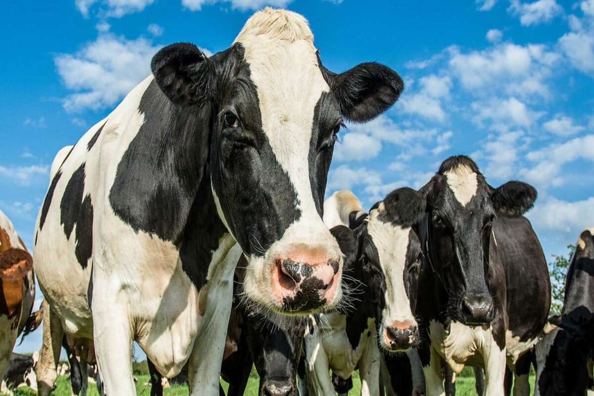 Istoria unei ferme de vaci din Fundurii Vechi - agroexpert.md