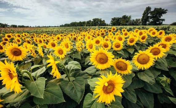 Corteva tratarea semințelor - agroexpert.md