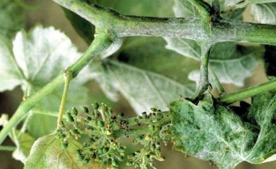 Эффективность препарата AXPERA в борьбе с ложной мучнистой росой винограда - agroexpert.md