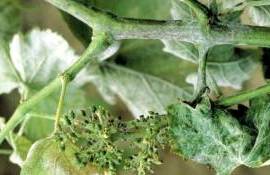 Эффективность препарата AXPERA в борьбе с ложной мучнистой росой винограда - agroexpert.md