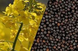 Обвал биржевых котировок на рапс повлек снижение цены и в Украине - agroexpert.md