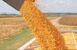 На украинском экспортном рынке цены на кукурузу возобновили рост - agroexpert.md