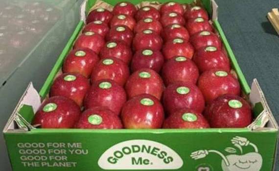 В Италии представлен новый сорт яблок устойчивый ко многим болезням - agroexpert.md