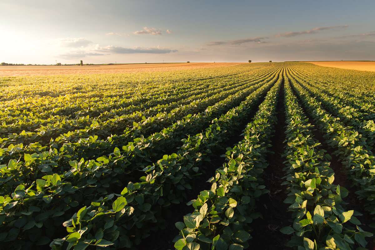 Care sunt prioritățile MAIA și FAO - agroexpert.md