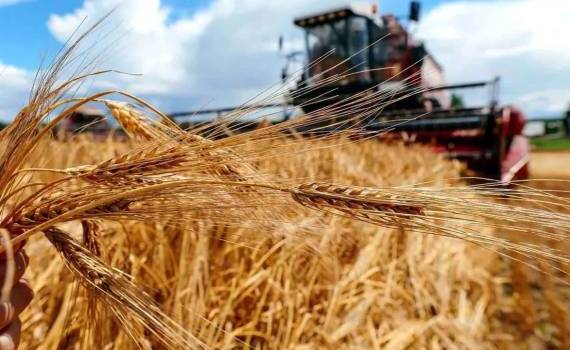Валовой сбор зерновых в РФ почти на 20 млн тонн меньше прошлогоднего - agroexpert.md