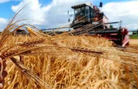 Валовой сбор зерновых в РФ почти на 20 млн тонн меньше прошлогоднего - agroexpert.md