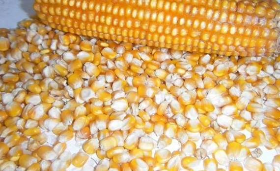 Домыслы о пошлинах, вводимых США, помогают в продажах украинской кукурузы - agroexpert.md