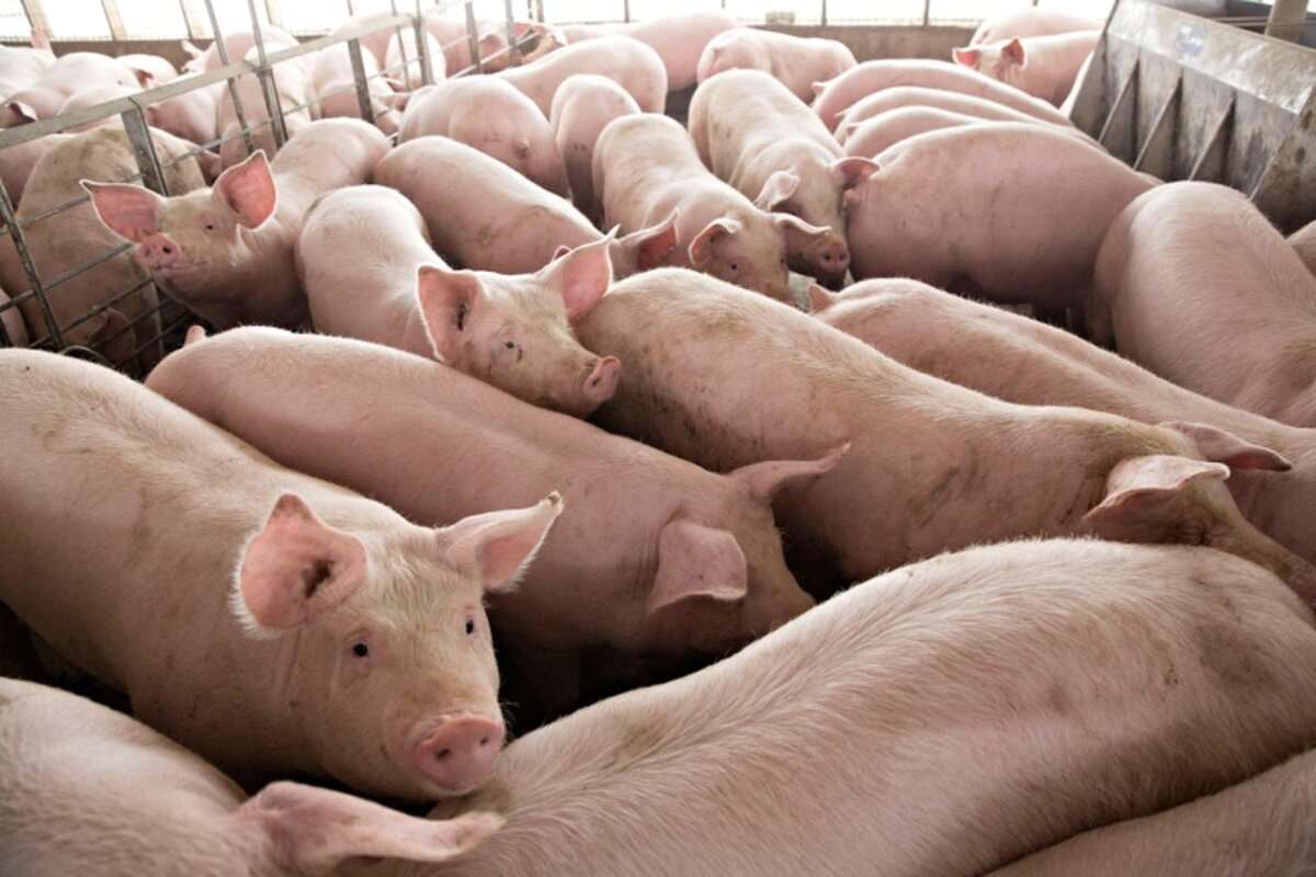 focare de boli infecțioase la animale domestice - agroexpert.md