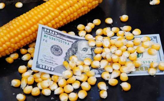 Цены на кукурузу резко выросли после снижения оценки мировых запасов - agroexpert.md