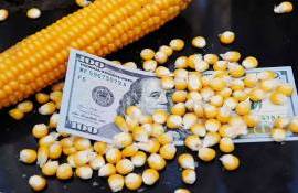Цены на кукурузу резко выросли после снижения оценки мировых запасов - agroexpert.md