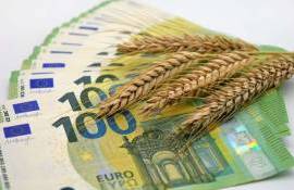Цена пшеницы на Euronext выросла на фоне прогноза снижения запасов кукурузы - agroexpert.md