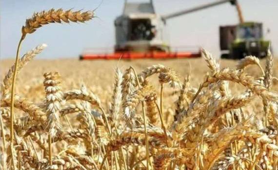 USDA снизил прогноз по экспорту пшеницы из РФ впервые с июня - agroexpert.md