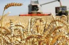 USDA снизил прогноз по экспорту пшеницы из РФ впервые с июня - agroexpert.md