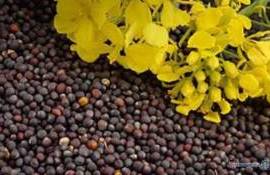 Украина уже отправила на экспорт 80 % запланированного объёма рапса - agroexpert.md