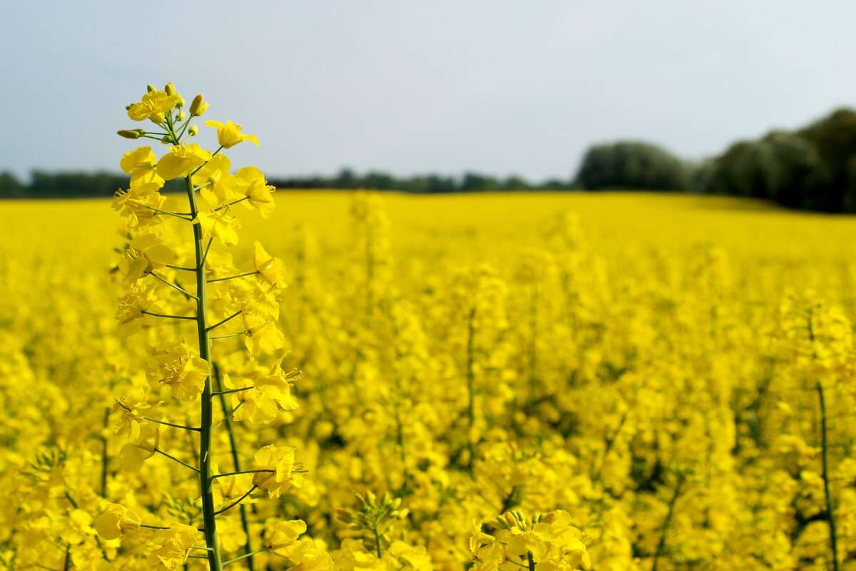 Prețul rapiței scade contracte - agroexpert.md