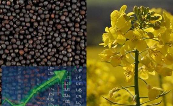 Цены на рапс в Париже выросли до самого высокого уровня с конца 2022 года - agroexpert.md