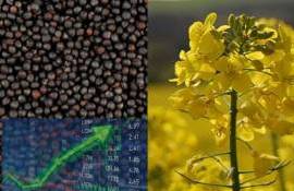 Цены на рапс в Париже выросли до самого высокого уровня с конца 2022 года - agroexpert.md