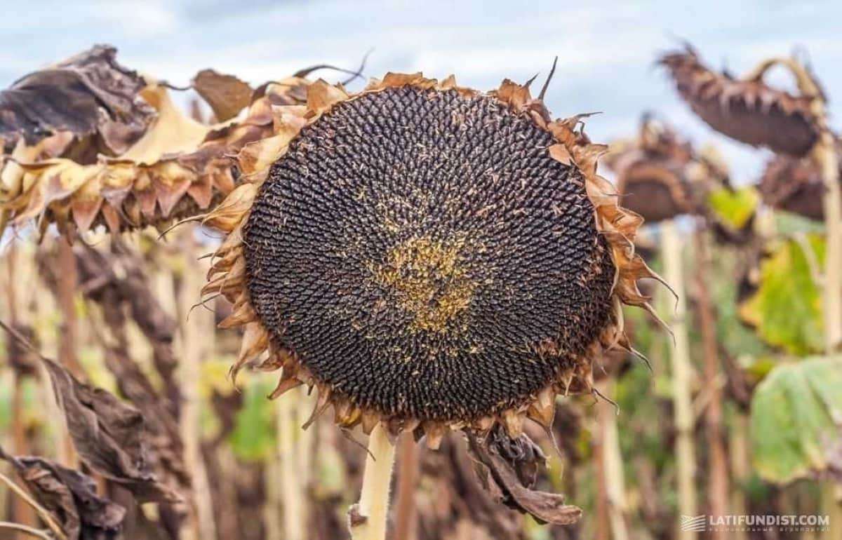 Производство подсолнечника в Германии продолжит сокращаться - agroexpert.md