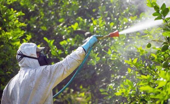 Topul importurilor de insecticide: Care sunt cele mai cumpărate - agroexpert.md