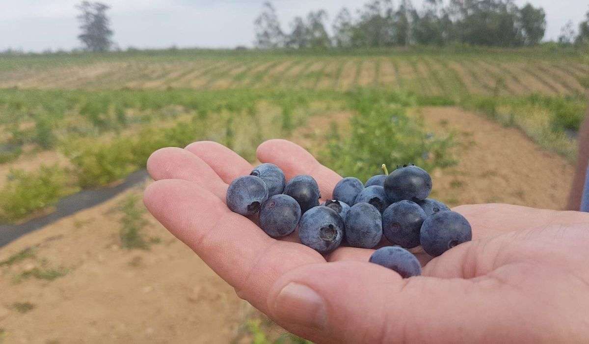 Экспорт ягод - agroexpert.md