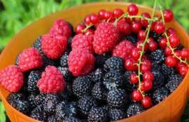 Producția de pomușoare - agroexpert.md