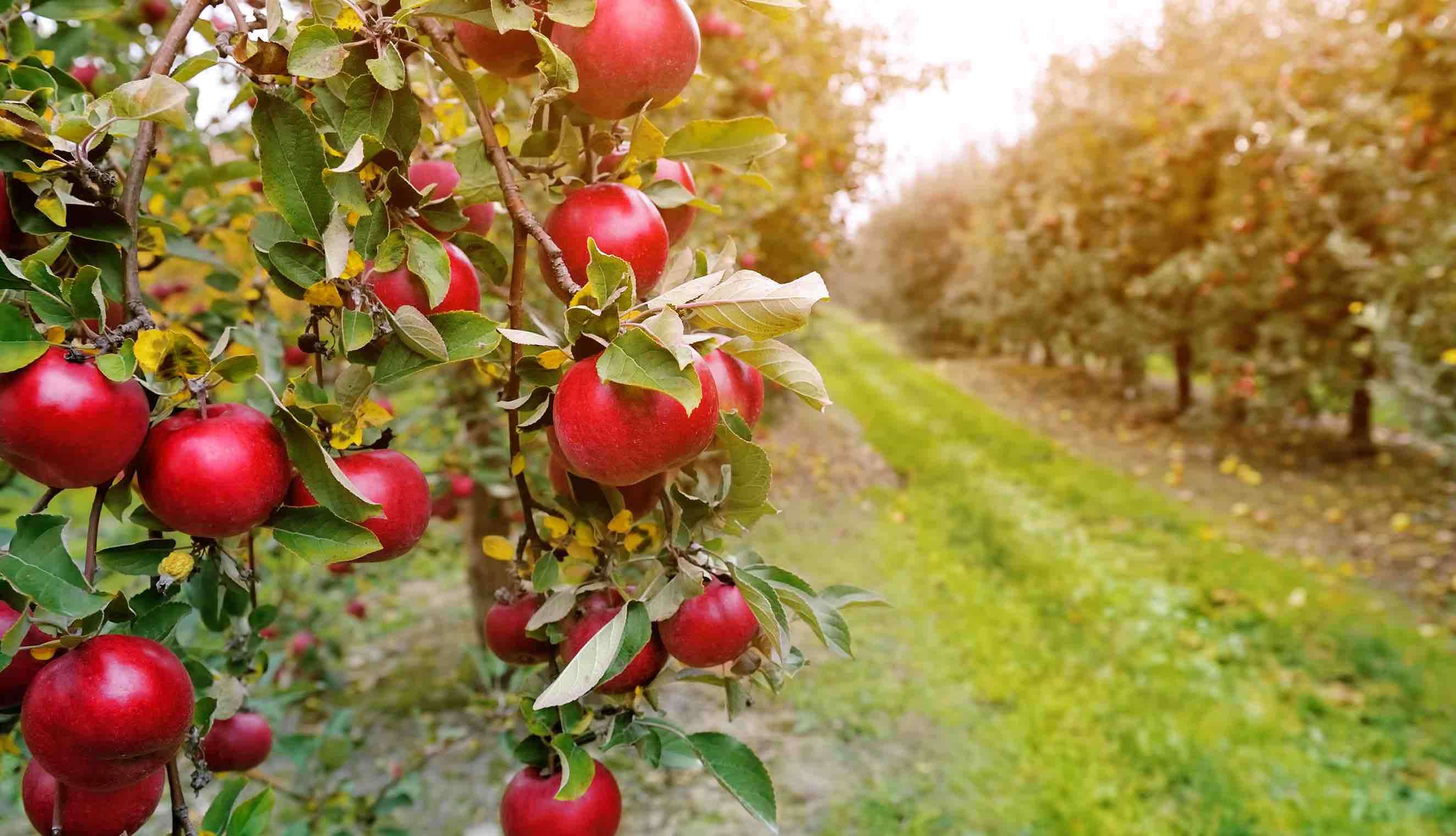 fungicide importate sunt destinate legumiculturii și pomiculturii - agroexpert.md