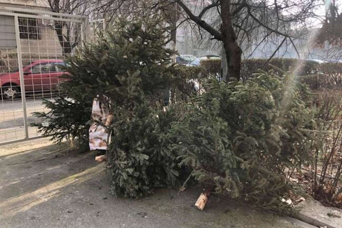 Pomii de Crăciun vor fi reciclați - agroexpert.md