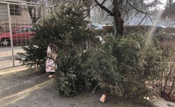 Pomii de Crăciun vor fi reciclați - agroexpert.md