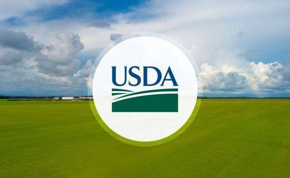 отчет usda январь - AgroExpert