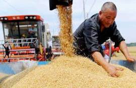 Объем производства зерна в Китае в 2024 году достиг исторического максимума - agroexpert.md
