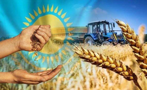 урожай зерновых в казахстане 2024 - AgroExpert